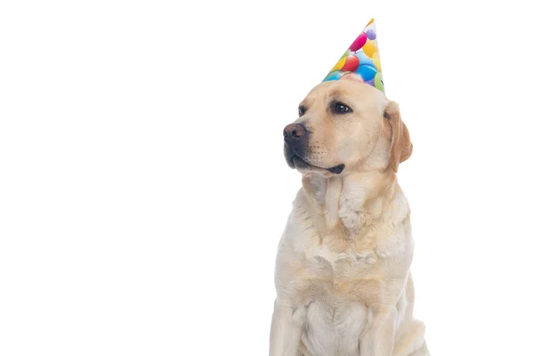 Ritratto Simpatico Cane Labrador Retriever Che Distoglie Sguardo Indossa Cappello — Foto Stock