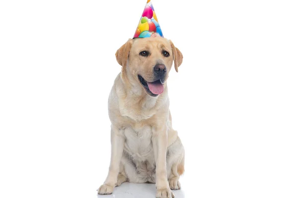 Lindo Perro Labrador Retriever Celebrando Cumpleaños Contra Fondo Blanco — Foto de Stock