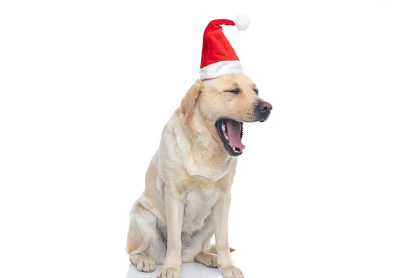 Niedlicher Labrador Retriever Hund Lacht Laut Und Trägt Weihnachtsmütze Vor — Stockfoto