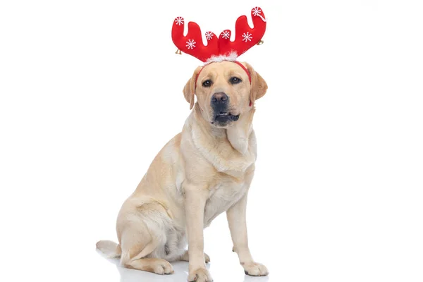 Sentado Labrador Retriever Cão Com Chifres Renas Vermelhas Está Olhando — Fotografia de Stock