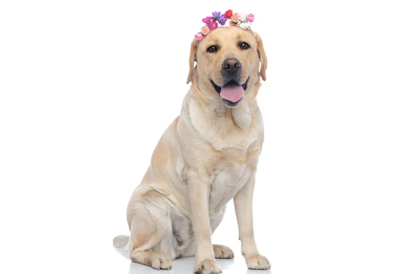 Sentado Labrador Retriever Cão Saindo Língua Vestindo Uma Faixa Cabeça — Fotografia de Stock