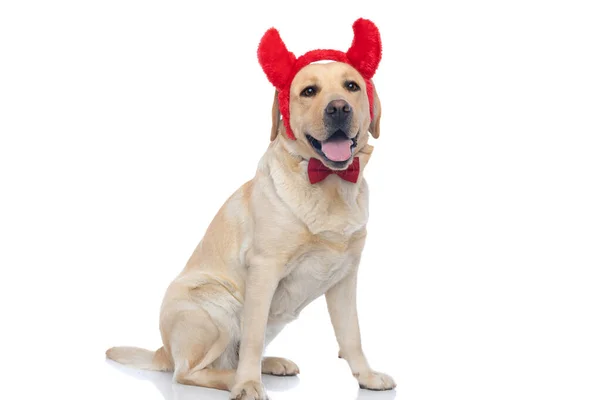 Tapılası Labrador Retriever Köpeği Kameraya Bakıyor Şeytan Boynuzları Takıyor Nefes — Stok fotoğraf