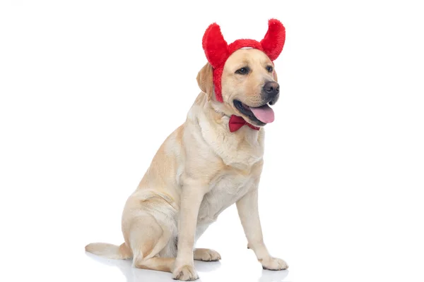 Side View Cute Labrador Retriever Dog Wearing Devil Horns Bow — стоковое фото