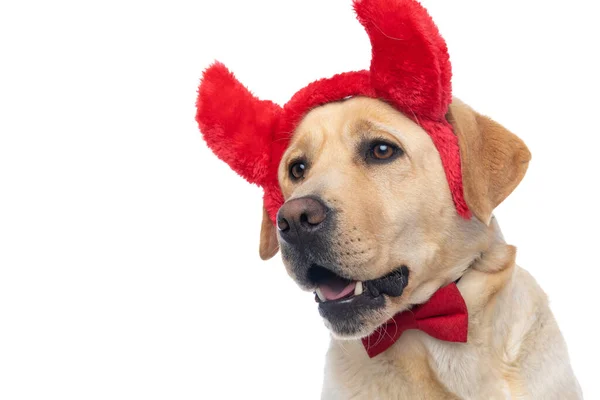 Widok Boku Cute Pies Labrador Retriever Noszenie Rogi Diabła Muszki — Zdjęcie stockowe