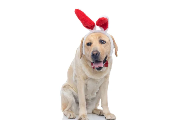 Siedzący Pies Labrador Retriever Wystający Języka Noszący Czerwone Królicze Uszy — Zdjęcie stockowe