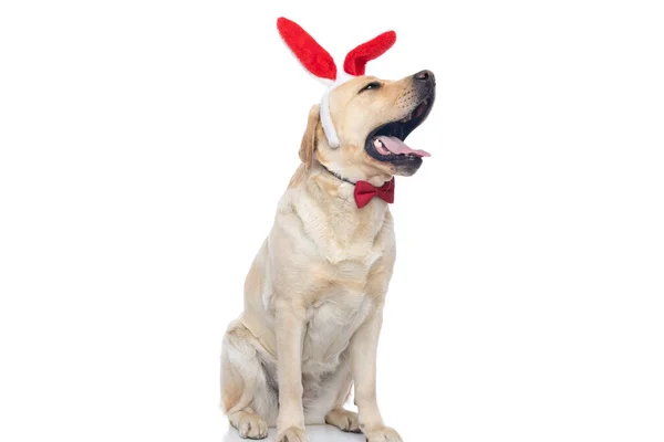 Labrador Retriever Pies Krzyczy Głośno Nosić Czerwone Uszy Królika Białym — Zdjęcie stockowe