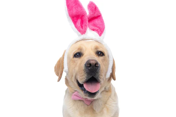 Schöner Labrador Retriever Hund Mit Rosa Hasenohren Und Fliege Ragt — Stockfoto