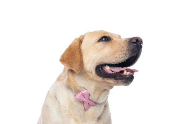 Вид Сбоку Симпатичной Собаки Ретривера Лабрадора Торчащей Языка Носящей Розовый — стоковое фото
