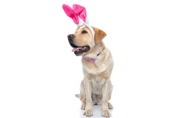 Bonito Labrador Retriever Cão Vestindo Orelhas Coelho Laço Contra Fundo — Fotografia de Stock