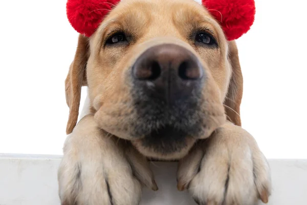 かわいいラブラドール レトリバーの犬を抱きかかえて赤いふわふわのボールを着て — ストック写真
