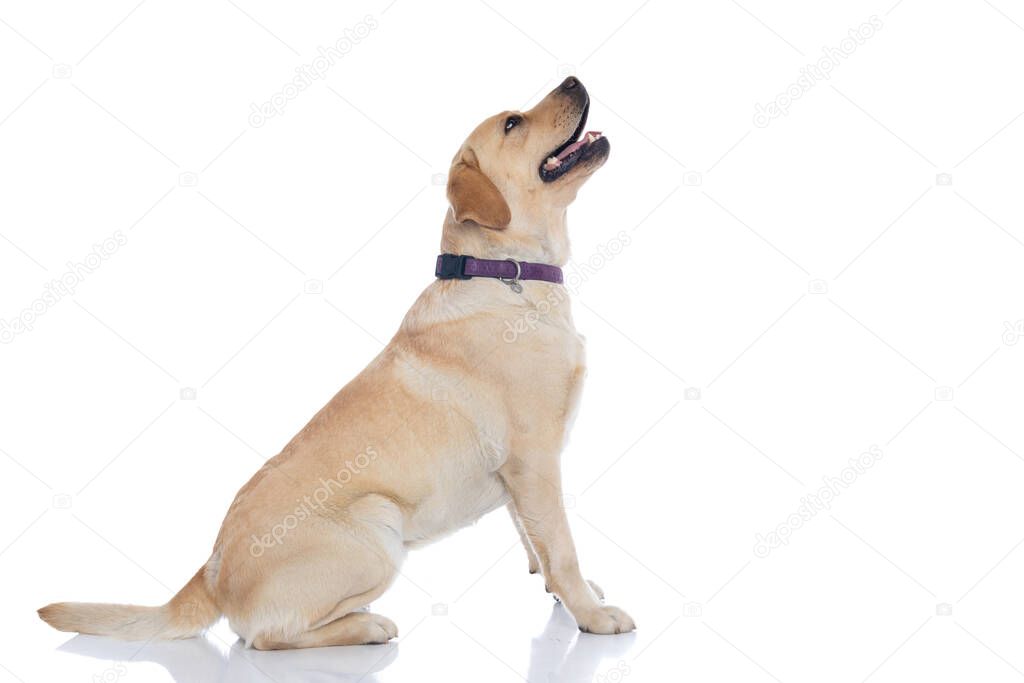 side view of a seated labrador retriever dog looking what's above him out of curiosity against white background
