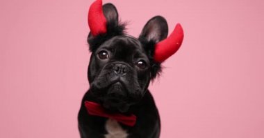 Kırmızı papyon takan, burnu yalayan ve stüdyoda pembe arka plana bakan sevimli, küçük bir Fransız bulldog köpeği.