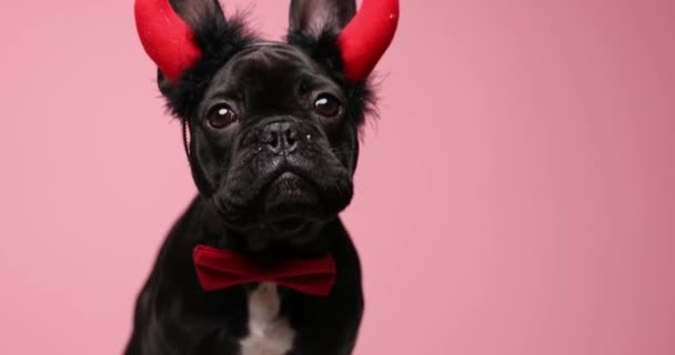 Schattig Gekostumeerde Franse Bulldog Puppy Klaar Voor Halloween Het Dragen — Stockvideo