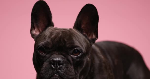 一只可爱的法国斗牛犬近视眼 望着旁边 坐在工作室粉色的背景上 — 图库视频影像