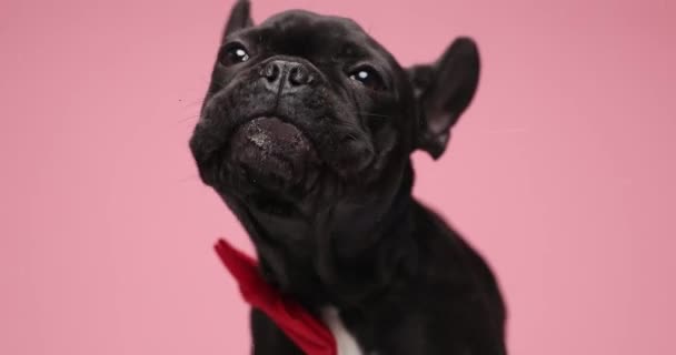 Fome Pequeno Francês Bulldog Cachorrinho Vestindo Vermelho Bowtie Lambendo Plexiglass — Vídeo de Stock