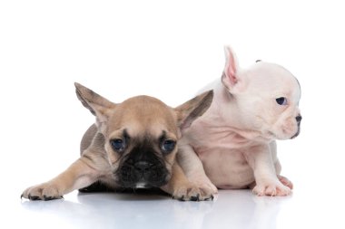 İki Fransız bulldog köpeği beyaz arka plana karşı kameraya bakıyor.