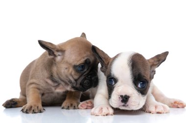 fawn french bulldog dog wispering something to his friend against white background clipart