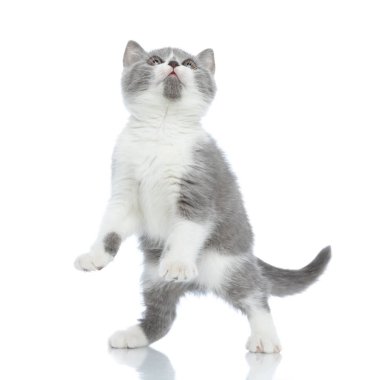 Sevimli İngiliz Shortair kedisi arka ayakları üzerinde duruyor. Havada bir şey yakalayıp onunla oynamaya hazır.