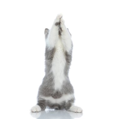 Şirin İngiliz kısa hava kedisi pençeleriyle bir şey yakaladı ve arka ayakları üzerinde duruyor.