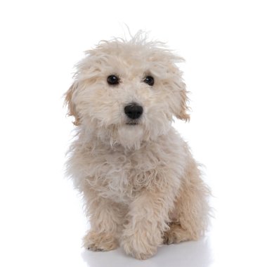 Tatlı masum köpek kameraya bakıyor ve beyaz arka planda oturuyor.