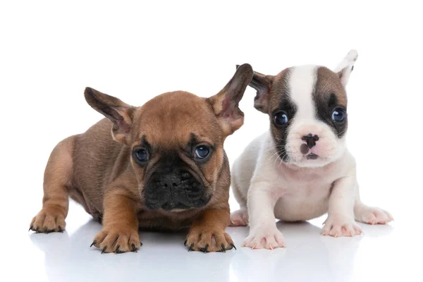 Dos Perros Bulldog Franceses Con Piel Blanca Cervatillo Están Mirando —  Fotos de Stock