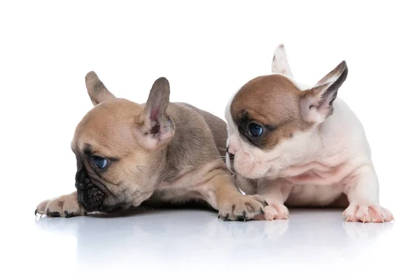 Dos Perros Bulldog Franceses Están Mirando Lado Acostados Sobre Fondo —  Fotos de Stock