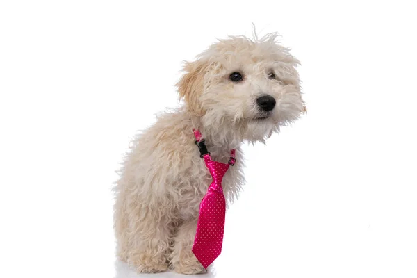Pequeño Perro Caniche Mirando Cámara Llevando Una Corbata Rosa Sobre — Foto de Stock