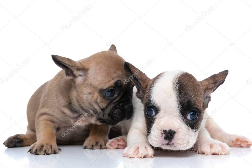 fawn french bulldog dog wispering something to his friend against white background