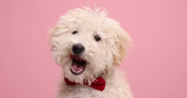 Hermoso Perro Caniche Vistiendo Una Corbata Roja Lamiendo Boca Mirando — Vídeo de stock