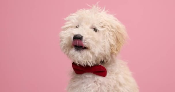 Cute Caniche Dog Licking His Mouth Wearing Red Bowtie Sniffing — Stock Video