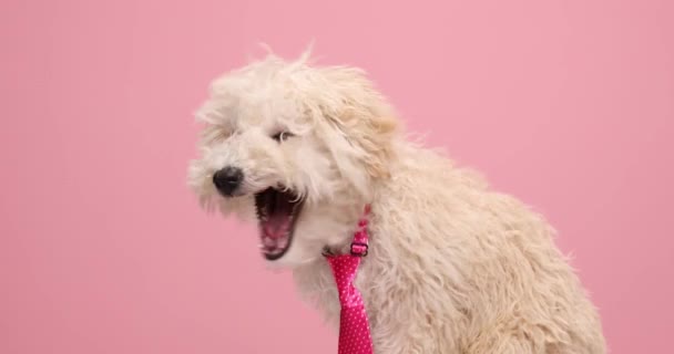 Elegante Cão Caniche Vestindo Uma Gravata Rosa Com Pontos Lambendo — Vídeo de Stock