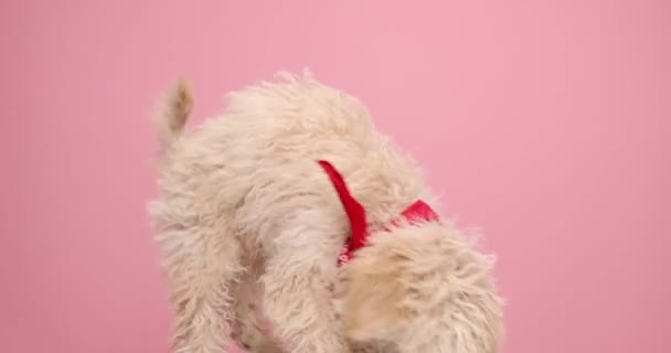 Adorável Cão Poodle Vestindo Uma Bandana Vermelha Cheirando Redor Chão — Vídeo de Stock