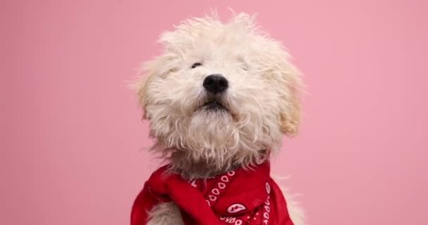 Sladký Pudl Pes Čenichání Pro Jídlo Lízání Úst Nošení Červeného — Stock video