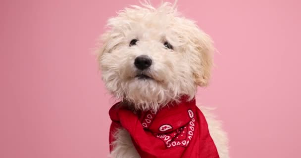 Hermoso Perro Caniche Mirando Alrededor Vistiendo Pañuelo Rojo Lamiendo Nariz — Vídeos de Stock
