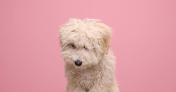 Doce Pequeno Cão Poodle Lambendo Boca Curvando Cabeça Cheirando Redor — Vídeo de Stock