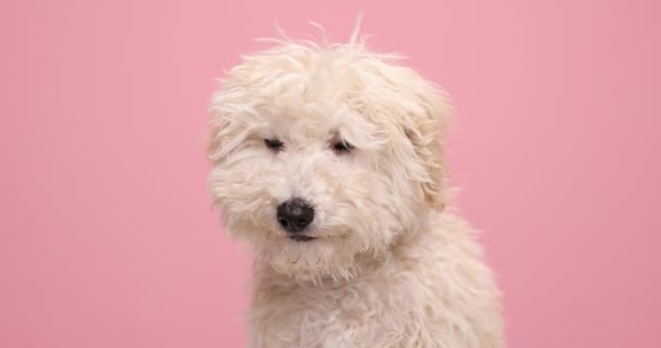 Bedårande Caniche Hund Slickar Munnen Sniffa Något Och Titta Kameran — Stockvideo