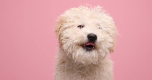 小狗咬着他的鼻子 看着他的侧面 嗅着粉红的背景 — 图库视频影像