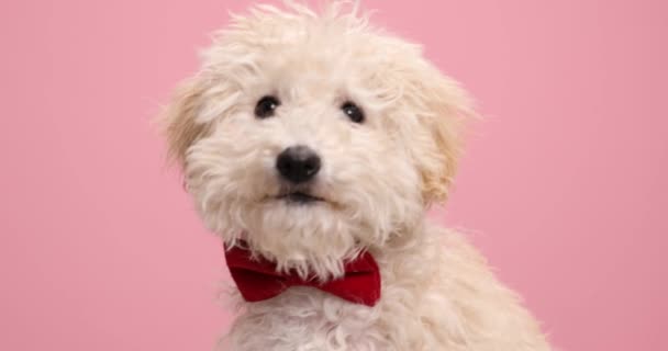 Elegante Cão Poodle Vestindo Uma Gravata Vermelha Lambendo Boca Cheirando — Vídeo de Stock