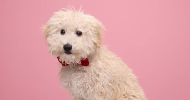 Doce Cão Poodle Lambendo Sua Boca Vestindo Bowtie Vermelho Olhando — Vídeo de Stock