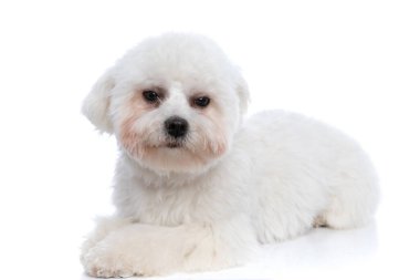 Şirin bizon köpeği somurtkan hissediyor, başka tarafa bakıyor ve beyaz arka plana uzanıyor.