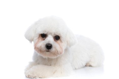 Tatlı bichon köpeği uzanıp beyaz arka planda kameraya bakıyor.