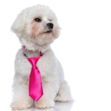 Küçük bichon köpeği rüya görüyor ve beyaz arka planda pembe bir kravat takıyor.