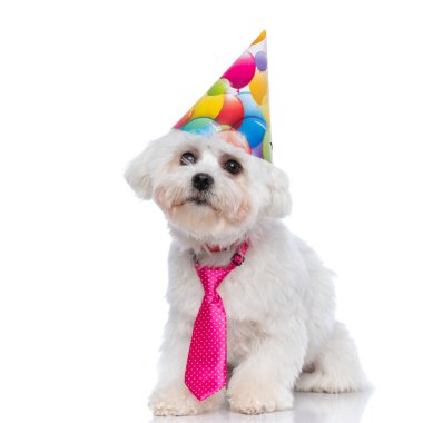 Beyaz arka planda oturan, pembe kravat takan ve doğum günü şapkası takan bichon köpeği.