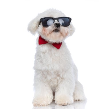 Beyefendi bichon köpeği güneş gözlüğü takıyor ve beyaz arka planda kırmızı papyon var.