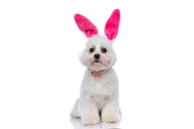 Tavşan kulaklı, papyonlu ve beyaz arka planda oturan güzel bir bizon köpeği.