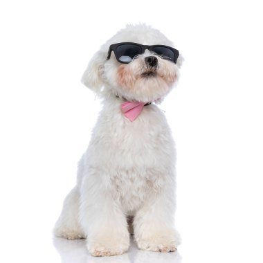 Pembe papyon takan ve beyaz arka planda güneş gözlüğü takan sevimli bichon köpeği.