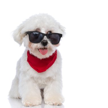 Çıplak dilli şirin bichon güneş gözlüğünün üstünden bakıyor ve kırmızı bir bandana takıyor.