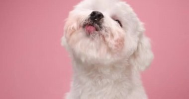 Kıymetli aç köpek yavrusu şeffaf cam yalıyor, yan tarafa bakıyor ve stüdyoda pembe arka planda oturuyor.