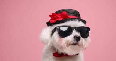 Güneş gözlüğü takan, papyon takan, siyah şapka takan, stüdyoda pembe arka planda poz veren küçük bir bizon köpek yavrusu.