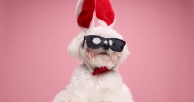 Kırmızı papyonlu sevimli köpek, Paskalya tavşanı kulaklı ve güneş gözlüklü pembe arka planda oturuyor ve stüdyoya bakıyor.